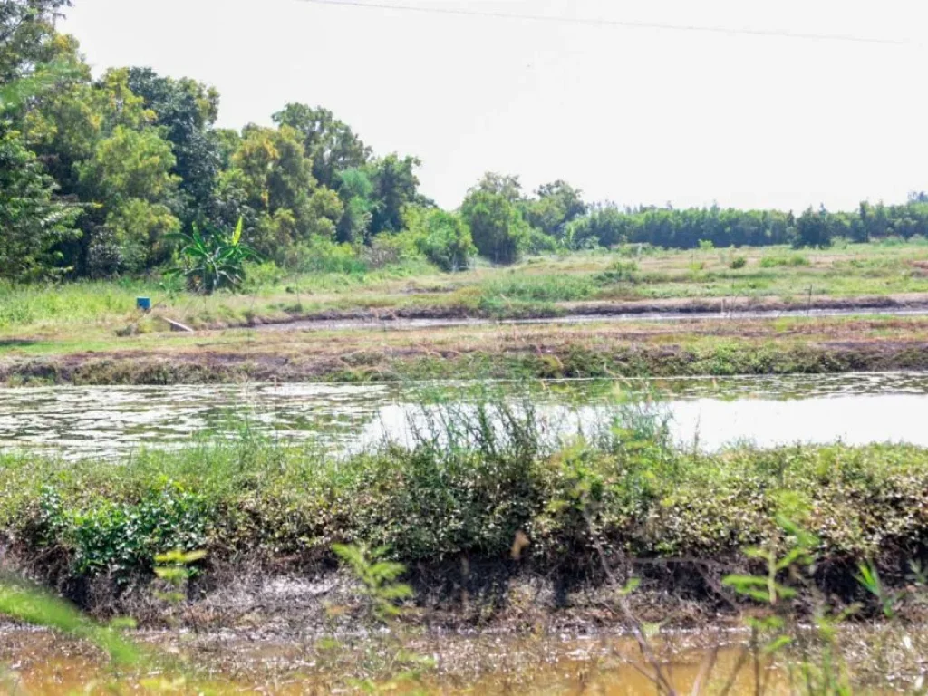 ขายที่ดิน สระบุรี วิหารแดง หนองหมู 14ไร่ เจ้าของขสยเอง