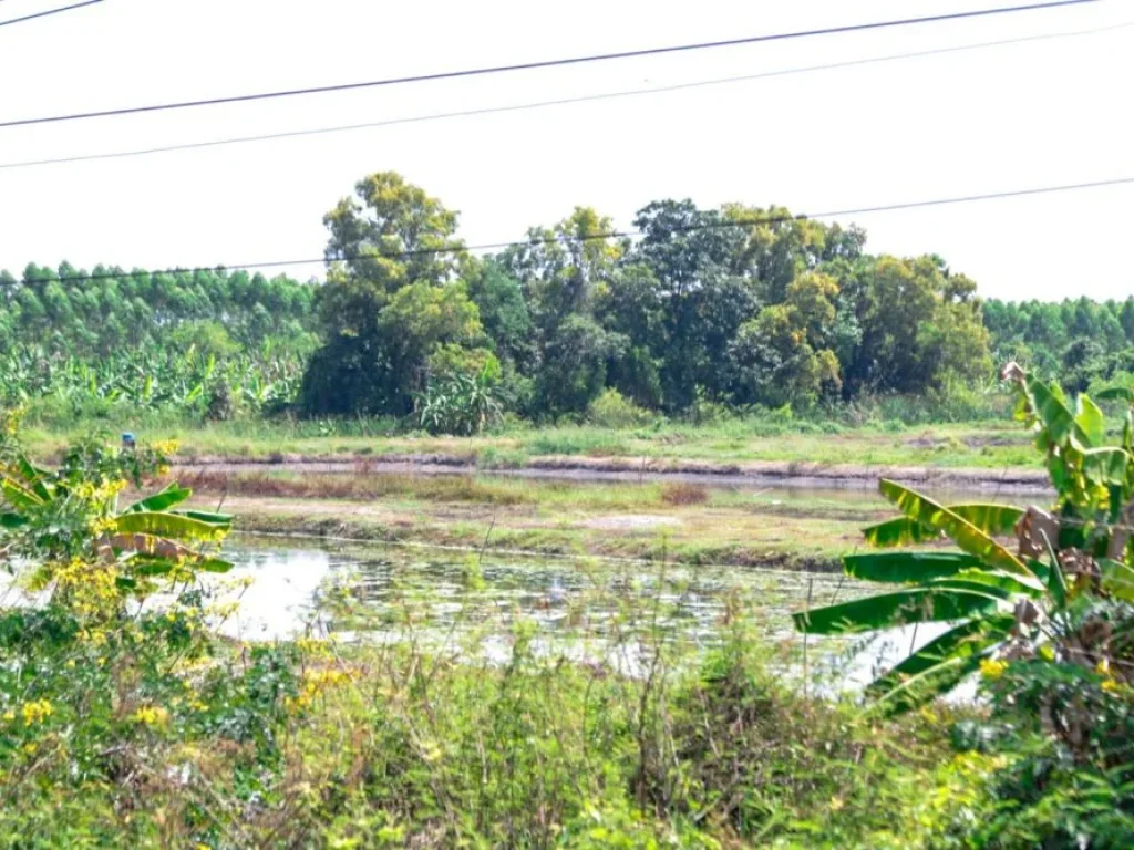 ขายที่ดิน สระบุรี วิหารแดง หนองหมู 14ไร่ เจ้าของขสยเอง