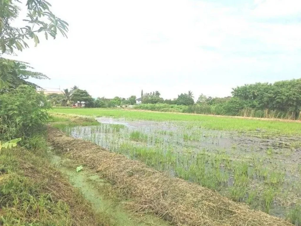 ขายที่ดินเปล่าพุธทมณฑลสาย5 แปลงใหญ่ สามพราน บรรยากาศธรรมชาติ ติดถนน ทำเลดี เดินทางสะดวก นครปฐม