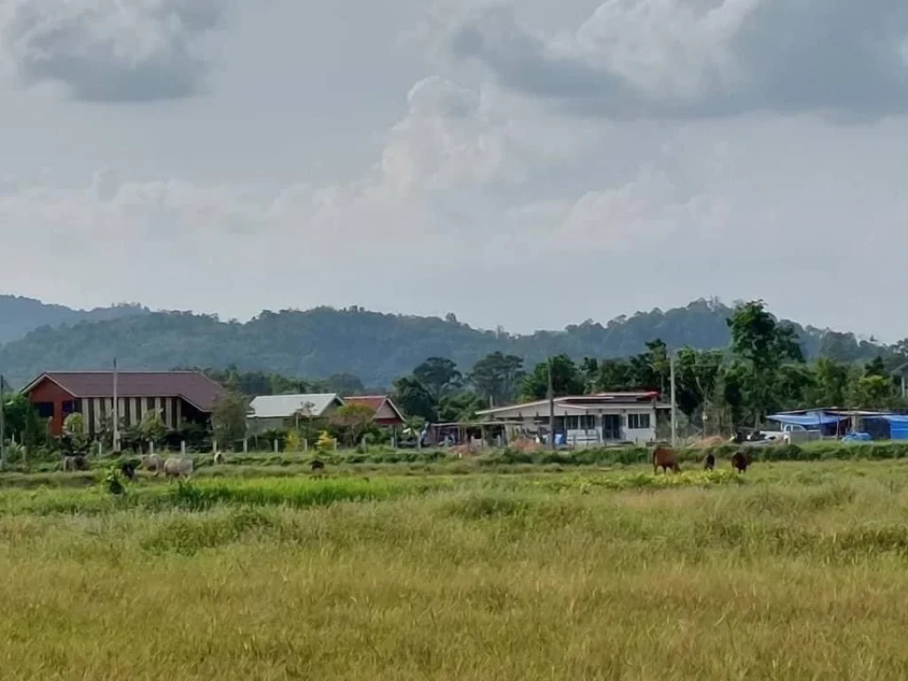 ขายที่ดินสำหรับคนรักเขา วิวธรรมชาติ เริ่มขนาด 1 ไร่ สด ผ่อน ได้ เขาเพิ่ม บ้านนา นครนายก