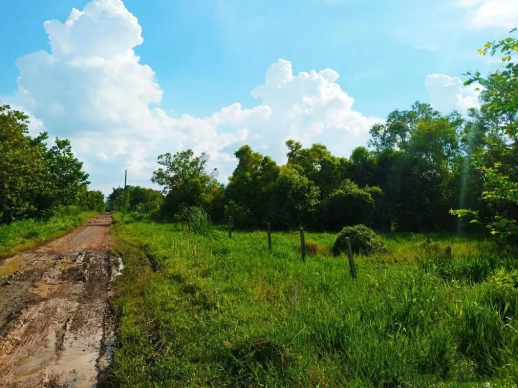 ที่ดิน ถนนอยู่วิทยา ซอย 3 หนองจอก กรุงเทพมหานคร ใกล้สนามบินสุวรรณภูมิ