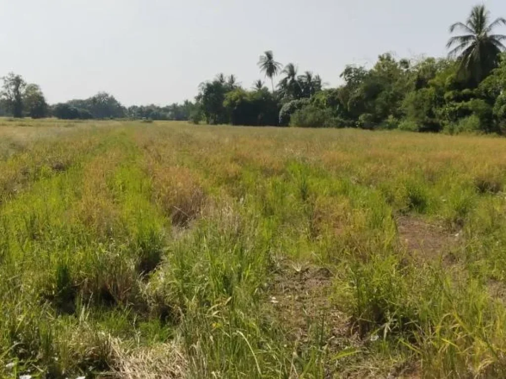 ที่ดินเงินผ่อน คลองสิบบาท ตบึงพระ อเมือง จพิษณุโลก