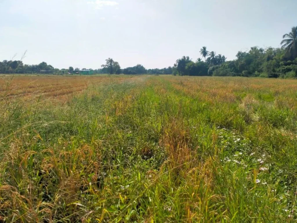 ที่ดินเงินผ่อน คลองสิบบาท ตบึงพระ อเมือง จพิษณุโลก