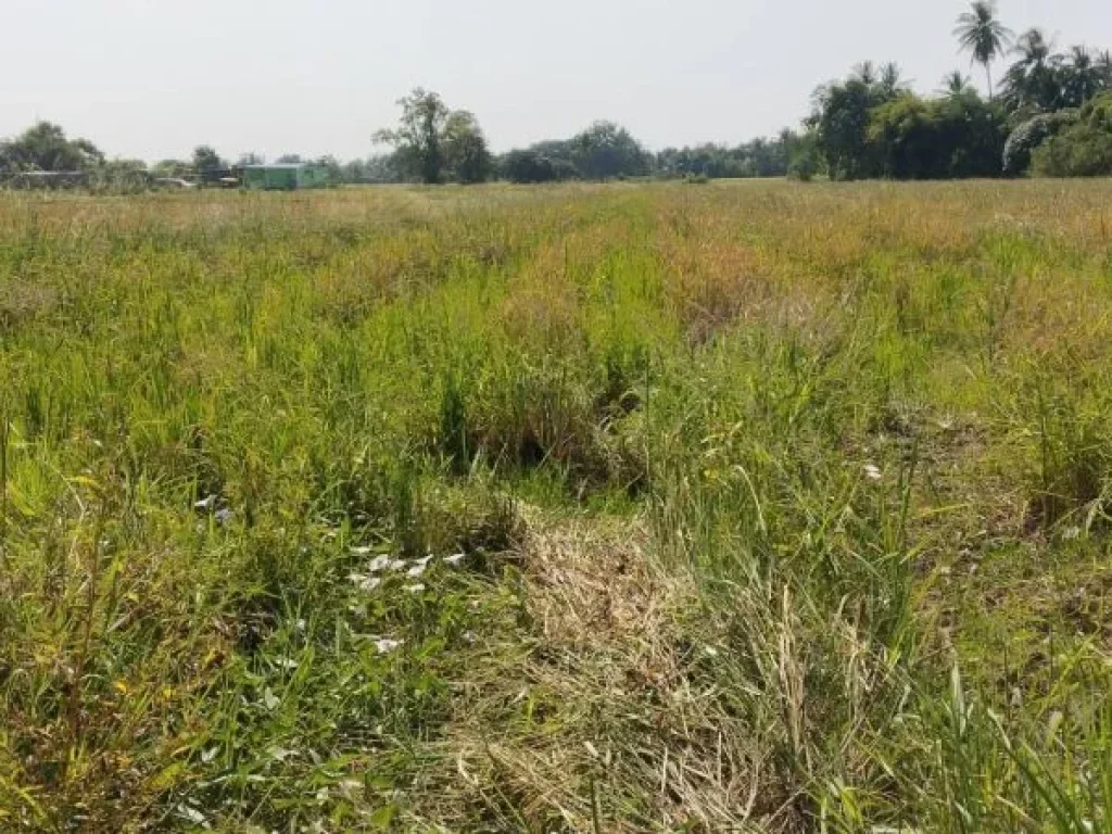 ที่ดินเงินผ่อน คลองสิบบาท ตบึงพระ อเมือง จพิษณุโลก