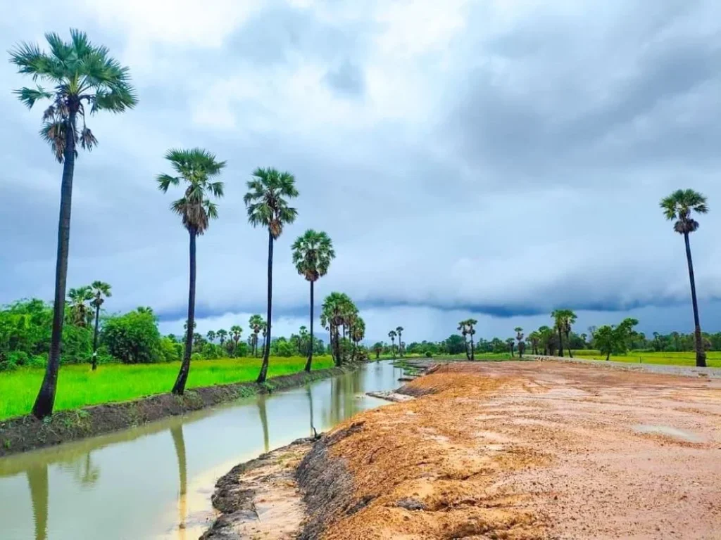 ขายที่ดินบรรยากาศทุ่งนา เริ่ม 320 ตรวติดคลองน้ำ มองดูนา เพชรบุรี