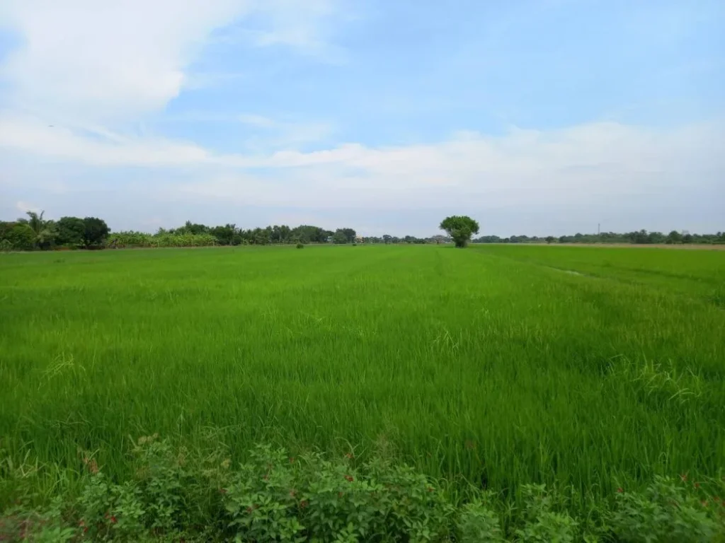 ขายที่ดิน 35 ไร่ รังสิต ใกล้ สนามกอล์ฟอัลไพน์ คลองห้า คลองหลวง ถูกสุดในย่านนี้