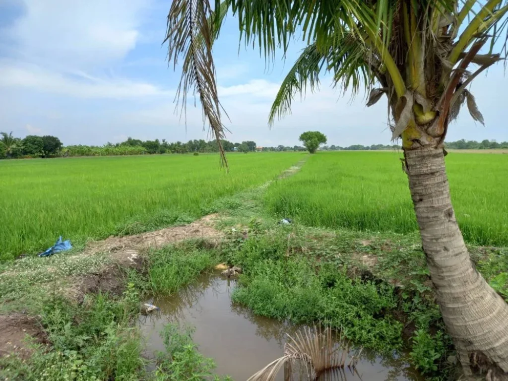 ขายที่ดิน 35 ไร่ รังสิต ใกล้ สนามกอล์ฟอัลไพน์ คลองห้า คลองหลวง ถูกสุดในย่านนี้