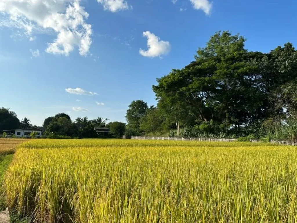 ขายที่ดินแม่ออน ที่นาข้าว วิวเขา พร้อมบ้านสวน เนื้อที่ 2-3-17 ไร่ ใกล้แหล่งท่องเที่ยว แม่กำปอง น้ำพุร้อน