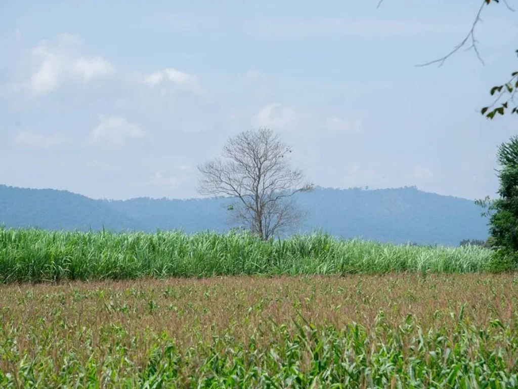 ขายที่ดินทำเลดี วิวเขาใหญ่ เดินทางสะดวก ปากช่อง นครราชสีมา