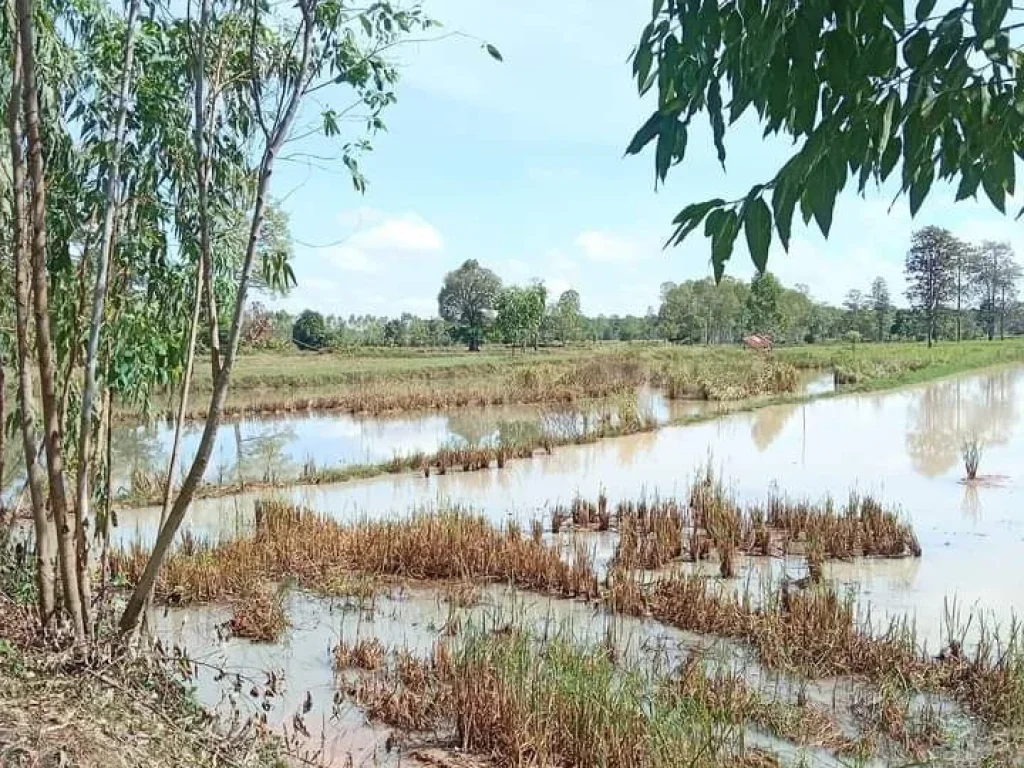 ที่นาราคาถูก มีโฉนด ติดทางสาธารณะ นางรอง บุรีรัมย์