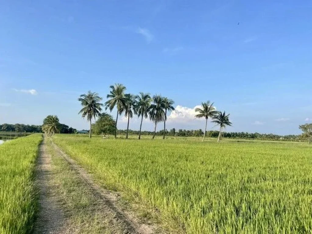 ขายที่ดินสวย บ้านสวนคลอง 23 องครักษ์ นครนายก ทำเลดีมาก บรรยากาศเยี่ยม