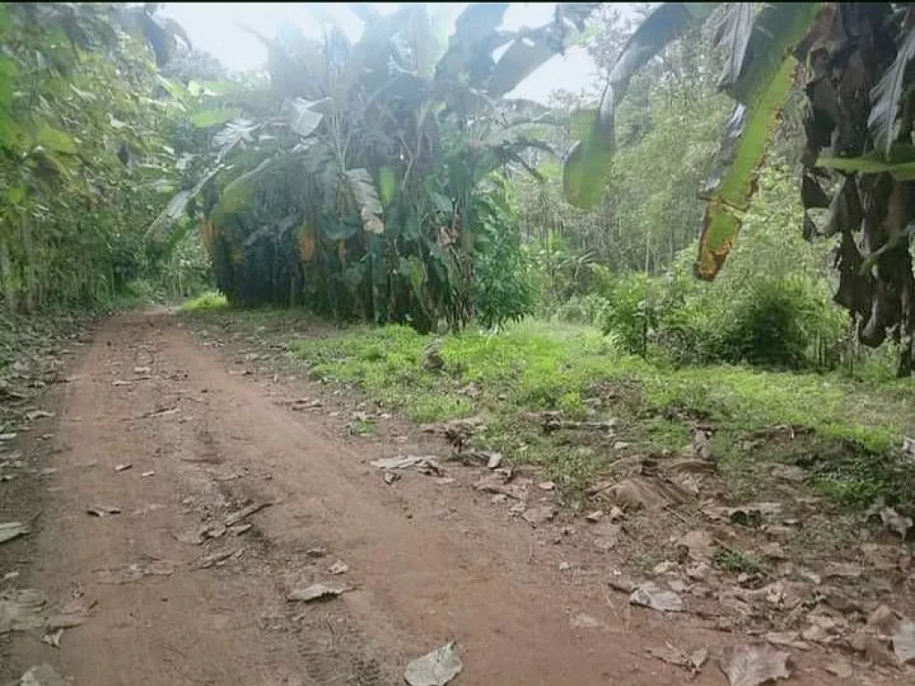 ขายที่ดินบ้านปงหางดงติดลำธารน้ำไหลยาว100เมตรพร้อมโอน