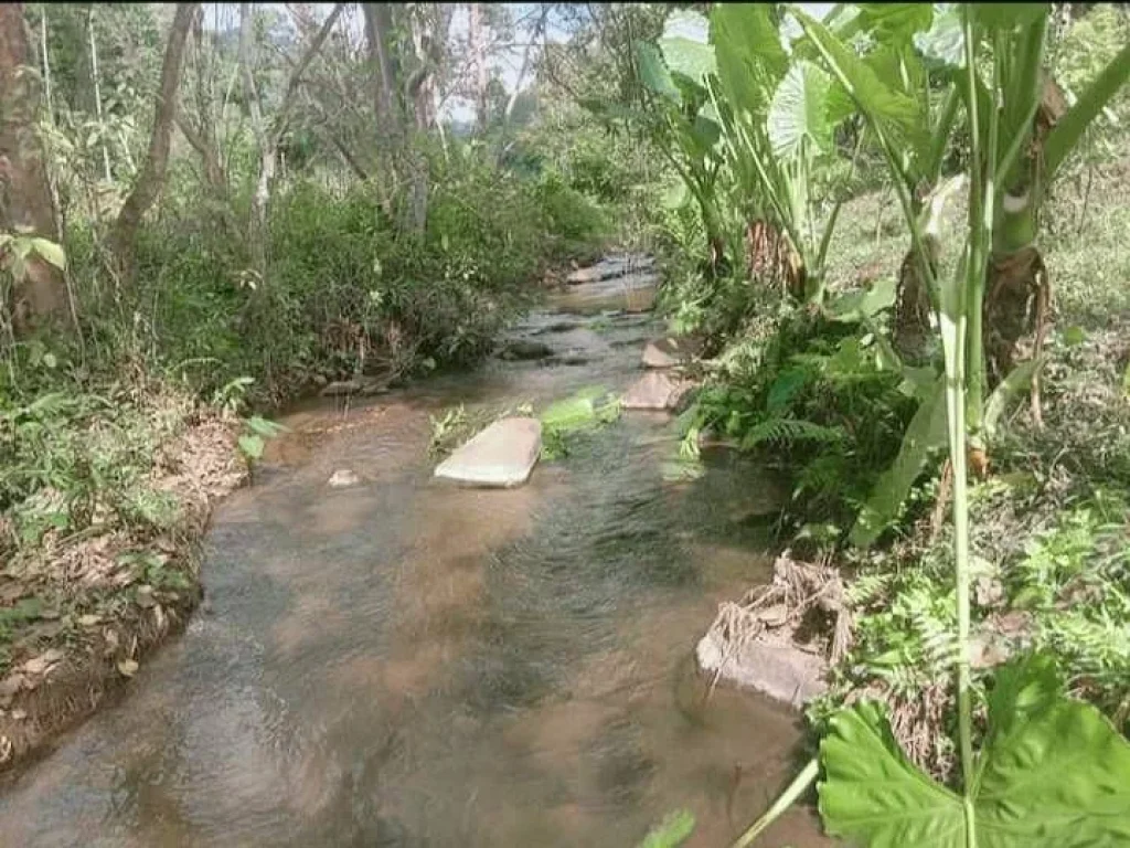 ขายที่ดินบ้านปงหางดงติดลำธารน้ำไหลยาว100เมตรพร้อมโอน