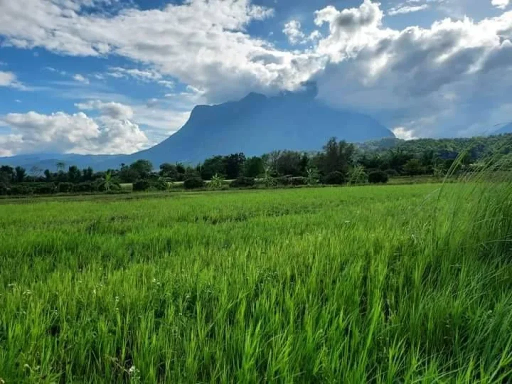 ขายที่ดินเห็นวิวดอยหลวงชัดเจนแถวบ้านทุ่งละครเชียงดาวโฉนดพร้อมโอน