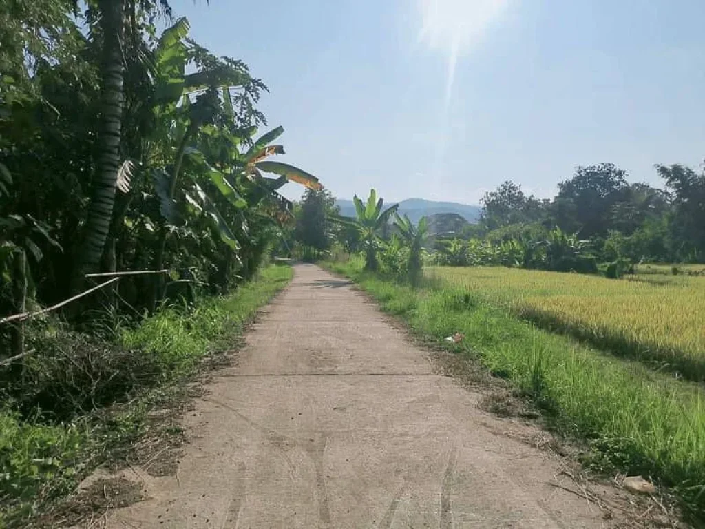 ขายที่นาติดถนนบ้านสบเปิงแม่แตงวิวดอยโฉนดพร้อมโอนราคาถูก