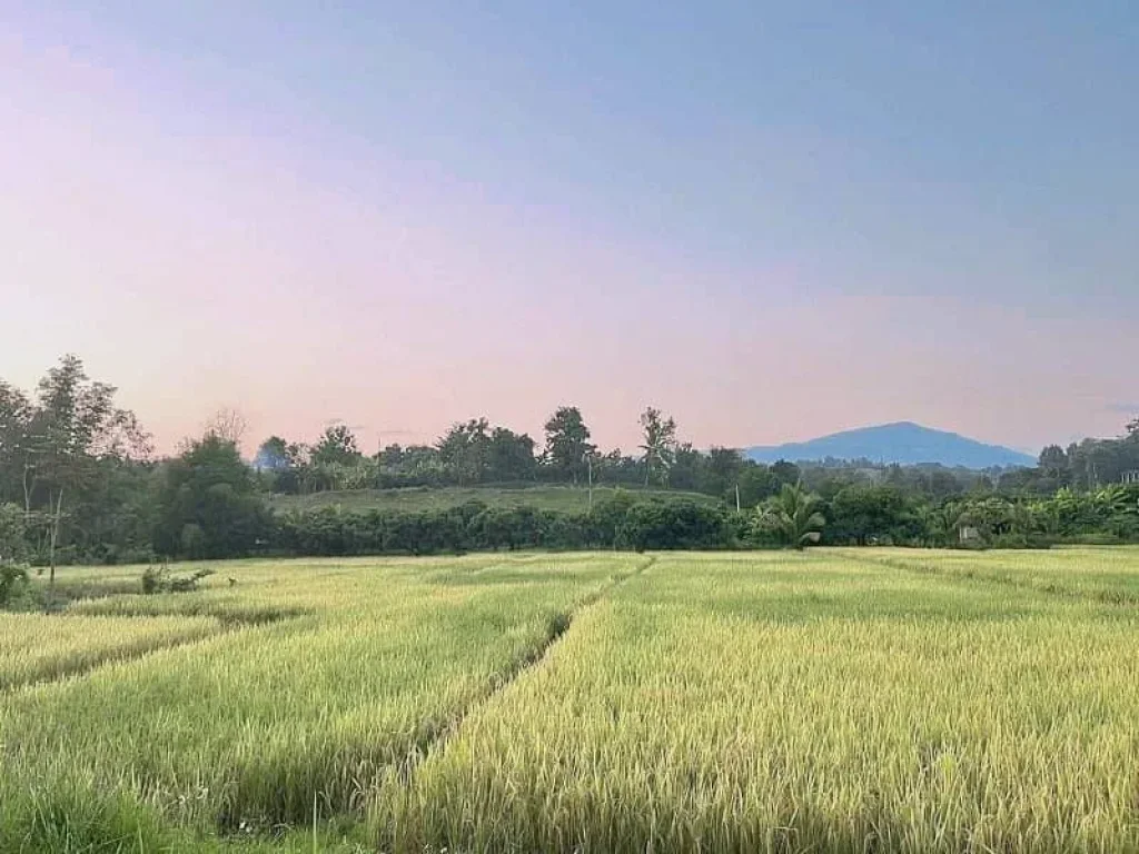 ขายที่นาติดถนนบ้านสบเปิงแม่แตงวิวดอยโฉนดพร้อมโอนราคาถูก