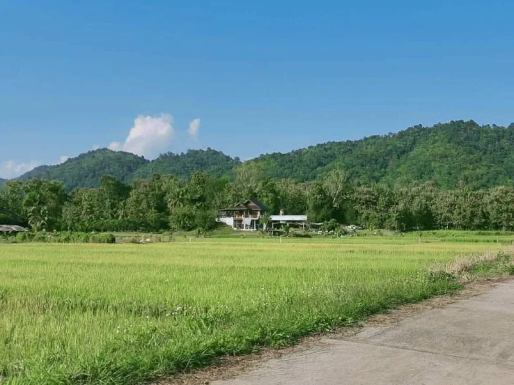 ขายที่นาติดถนนบ้านสบเปิงแม่แตงวิวดอยโฉนดพร้อมโอนราคาถูก