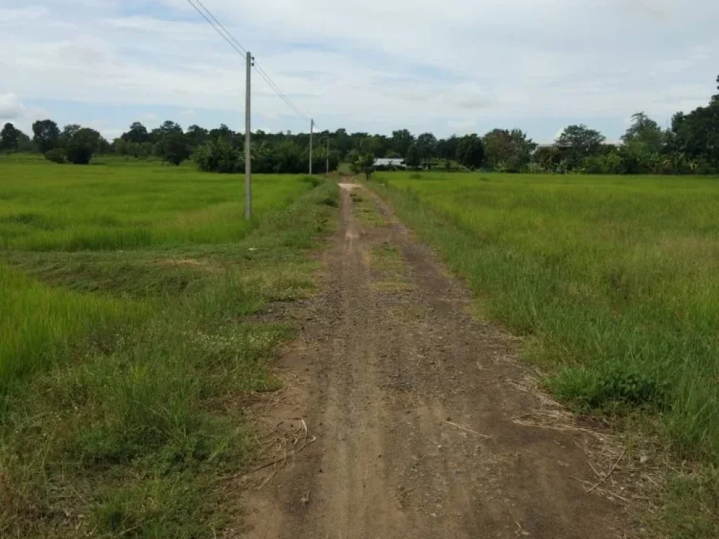 ขายที่ดินด่วน บ้านโพนทอง ตแขม ออุทุมพรพิสัย จศรีสะเกษ