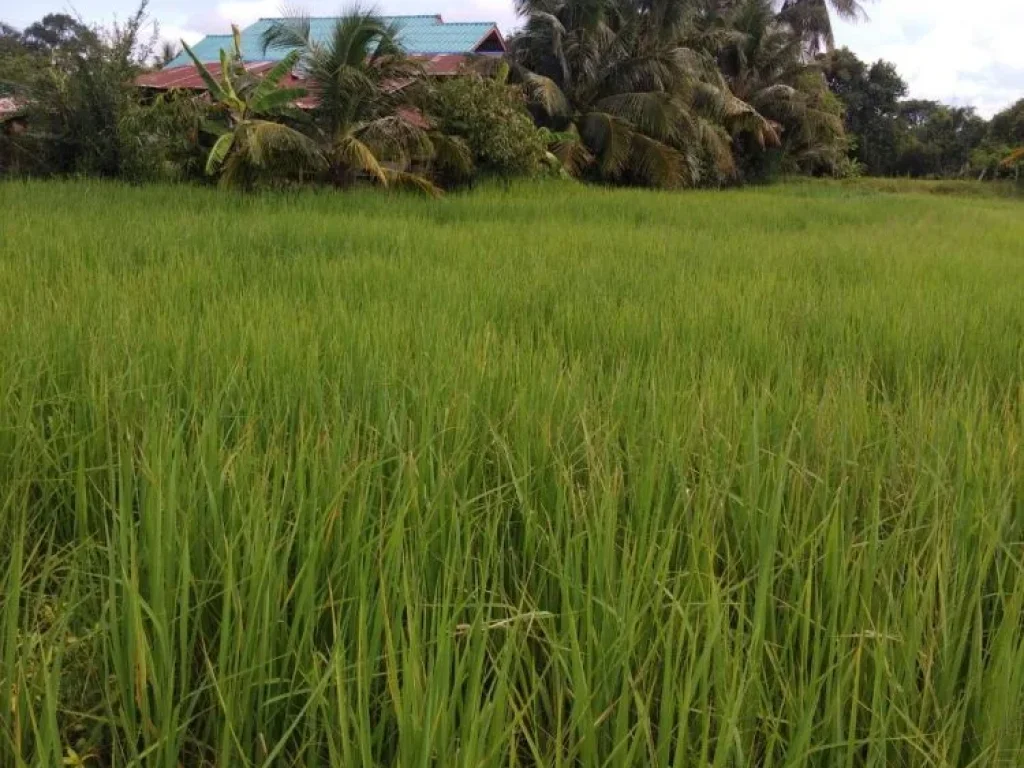 ขายที่ดินด่วน บ้านโพนทอง ตแขม ออุทุมพรพิสัย จศรีสะเกษ