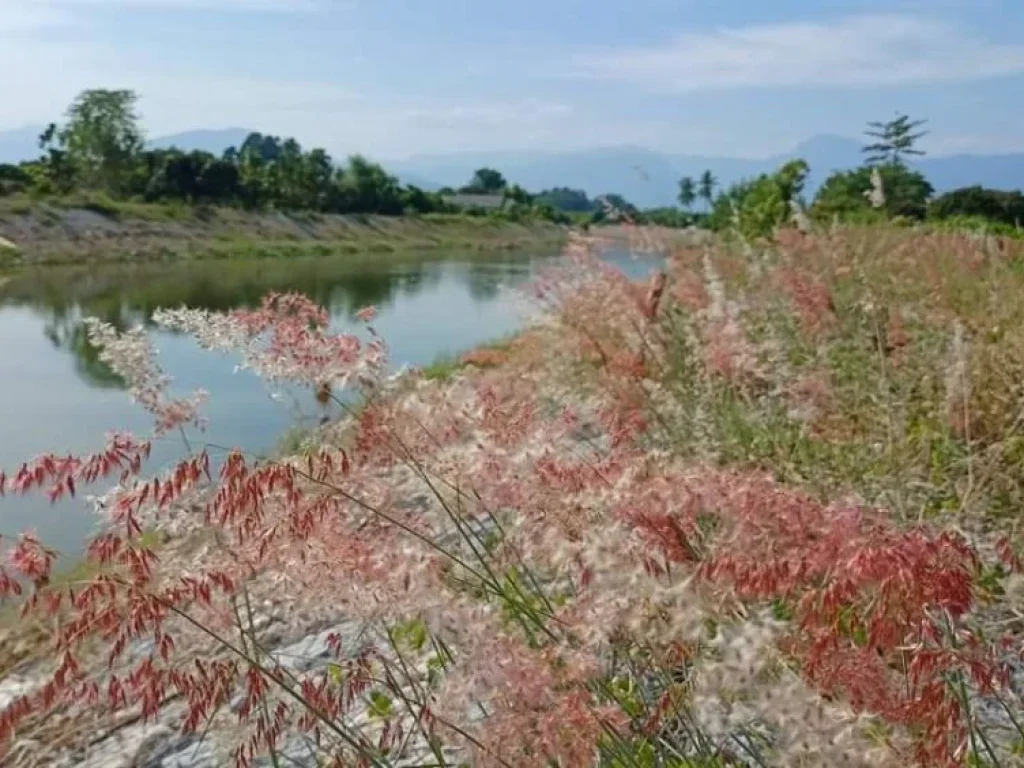 เจ้าของขายเอง ขายที่ดินติดแม่น้ำลี้ วิวดอยอินทนนท์ เหมาะทำบ้านพักตากอากาศ