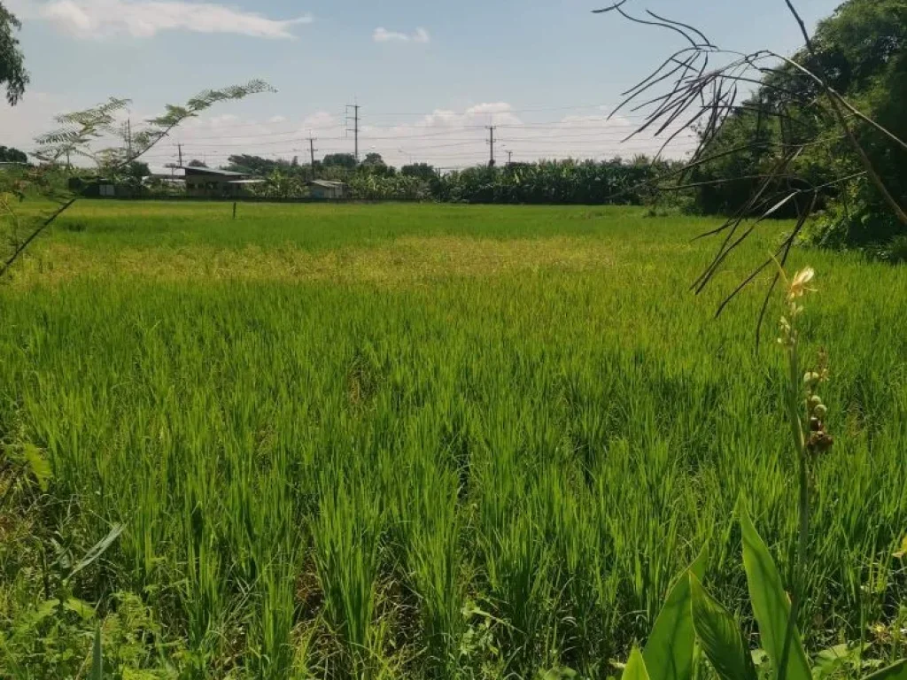 ขายที่ดินติดถนนราคาพิเศษ เจ้าของขายเอง อแม่ริม จเชียงใหม่