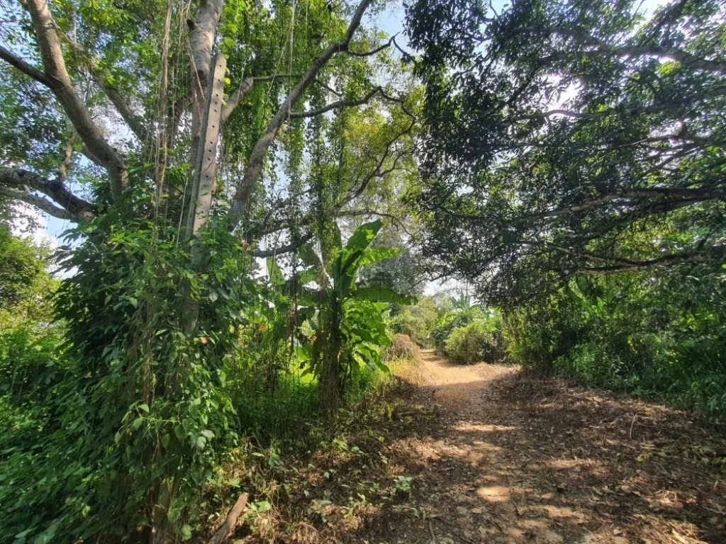 ที่ดินสวนลำใย ด้านข้างติดลำเหมืองสาธารณะ ที่ตั้ง ซอยเทศบาล ต สันทรายหลวง อ สันทราย จเชียงใหม่