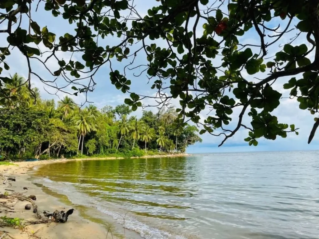 ที่ดินสวย ติดชายหาด น้ำไฟพร้อม โฉนดครุฑแดงแท้ หลังสวน ชุมพร