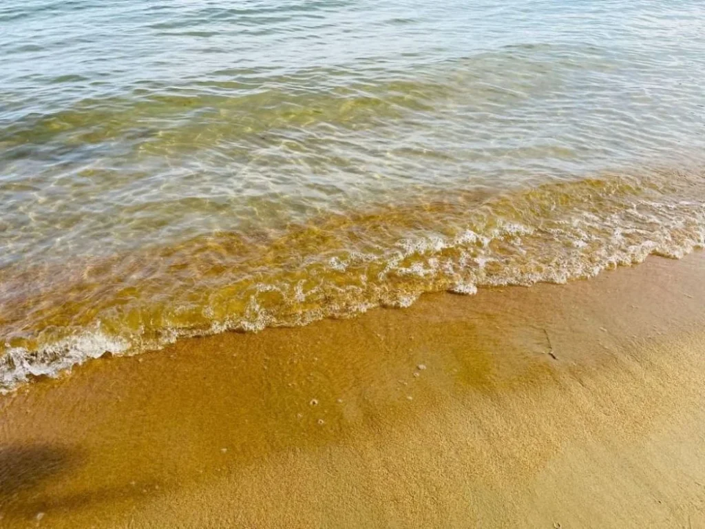 ที่ดินสวย ติดชายหาด น้ำไฟพร้อม โฉนดครุฑแดงแท้ หลังสวน ชุมพร