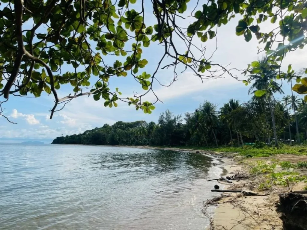 ที่ดินสวย ติดชายหาด น้ำไฟพร้อม โฉนดครุฑแดงแท้ หลังสวน ชุมพร