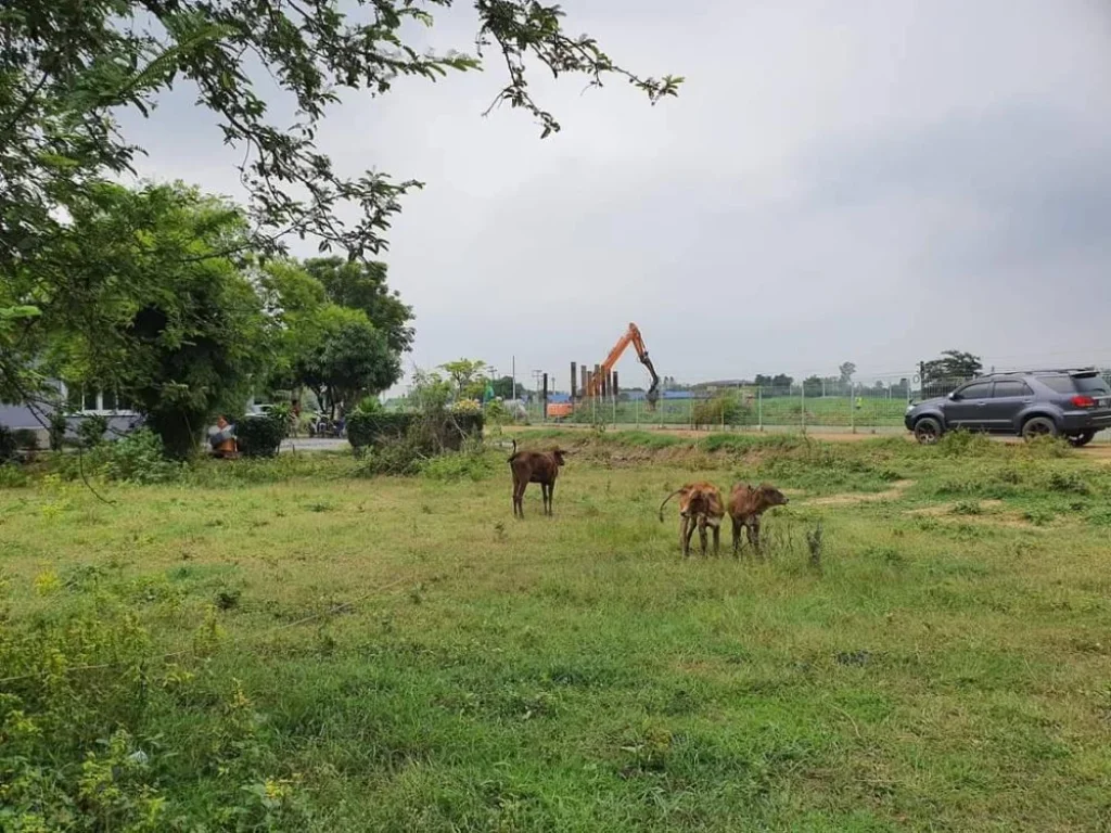 ขายเช่า ที่ดินถมแล้ว ติดถนนเลียบทางรถไฟ ราชบุรี-บ้านโป่ง