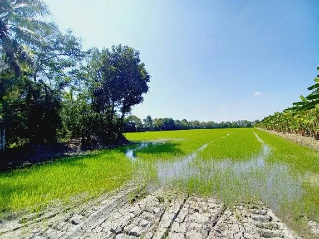 ขายที่ดิน คลอง 12 หนองเสือ 781ไร่ ติดถนนลาดยาง อยู่ใกล้ถนนรังสิต-นครนายก