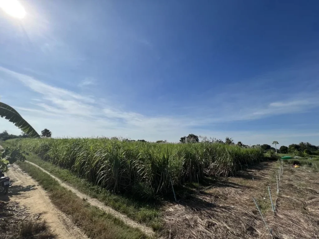 ขายที่ดิน 3 ไร่ ระบบน้ำไฟ สาธารณูปโภคถึงพร้อม จะสร้างบ้านหรือเกษตรก็ดีงาม สงบ ห่างจากถนนหลัก 900 เมตร