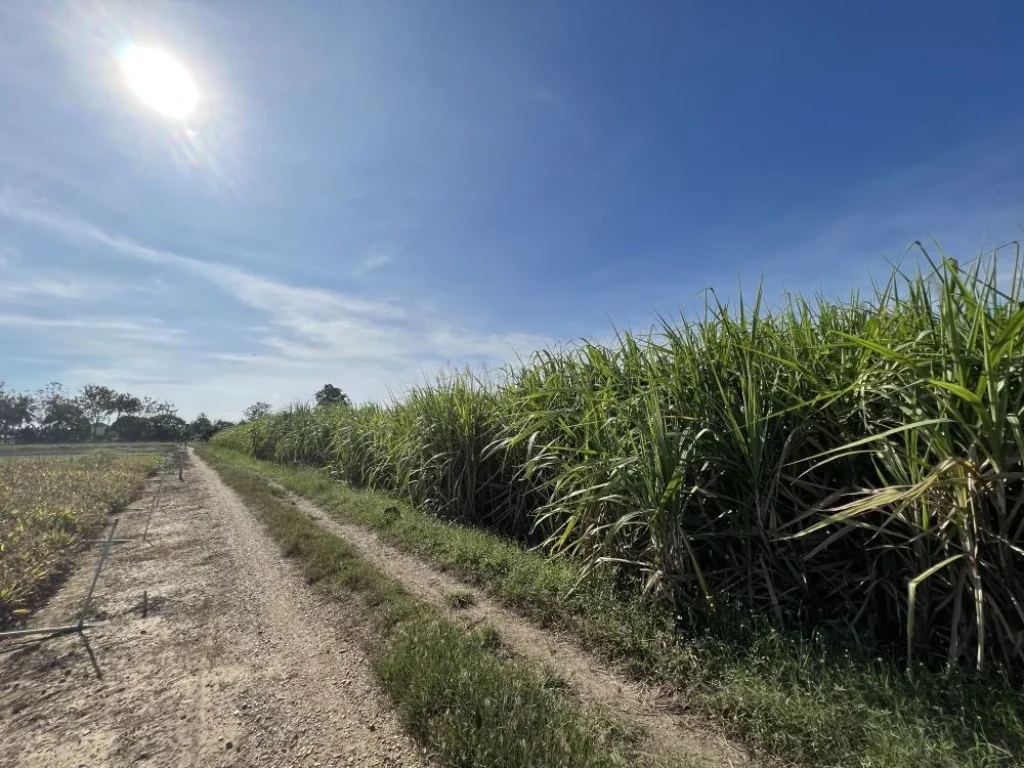 ขายที่ดิน 3 ไร่ ระบบน้ำไฟ สาธารณูปโภคถึงพร้อม จะสร้างบ้านหรือเกษตรก็ดีงาม สงบ ห่างจากถนนหลัก 900 เมตร