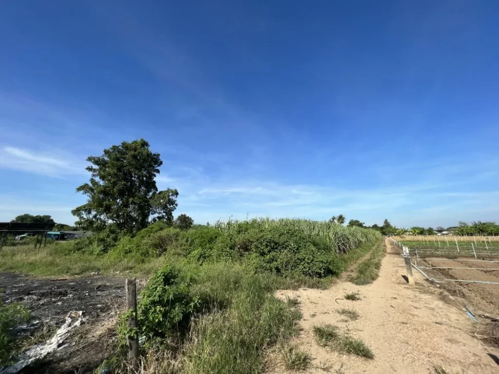 ขายที่ดิน 3 ไร่ ระบบน้ำไฟ สาธารณูปโภคถึงพร้อม จะสร้างบ้านหรือเกษตรก็ดีงาม สงบ ห่างจากถนนหลัก 900 เมตร