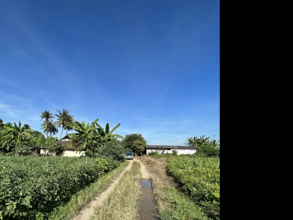 ขายที่ดิน 3 ไร่ ระบบน้ำไฟ สาธารณูปโภคถึงพร้อม จะสร้างบ้านหรือเกษตรก็ดีงาม สงบ ห่างจากถนนหลัก 900 เมตร