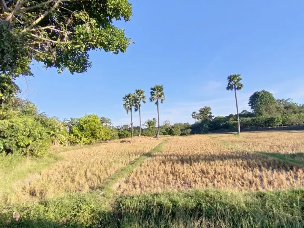 ขายที่นาในหุบเขา บ้านแม่กลาง ตบ้านหลวง อจอมทอง จเชียงใหม่