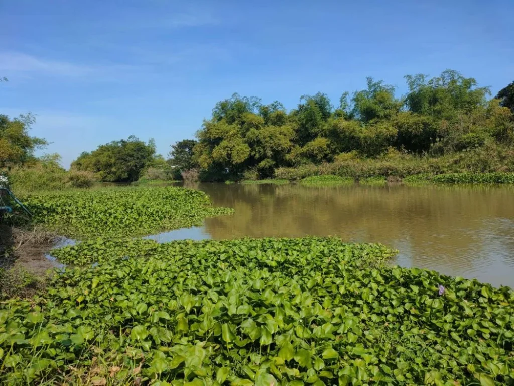 ขายที่ดินเปล่า ติดถนนทางหลวง 3351 อบางปลาม้า จสุพรรณบุรี