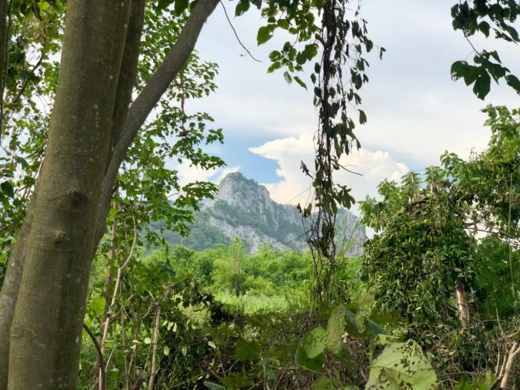 ขายด่วน 3 แปลงสุดท้าย ที่ดิน ใกล้ลำห้วยธรรมชาติ เริ่มต้นที่ 41 ตรว สระบุรี