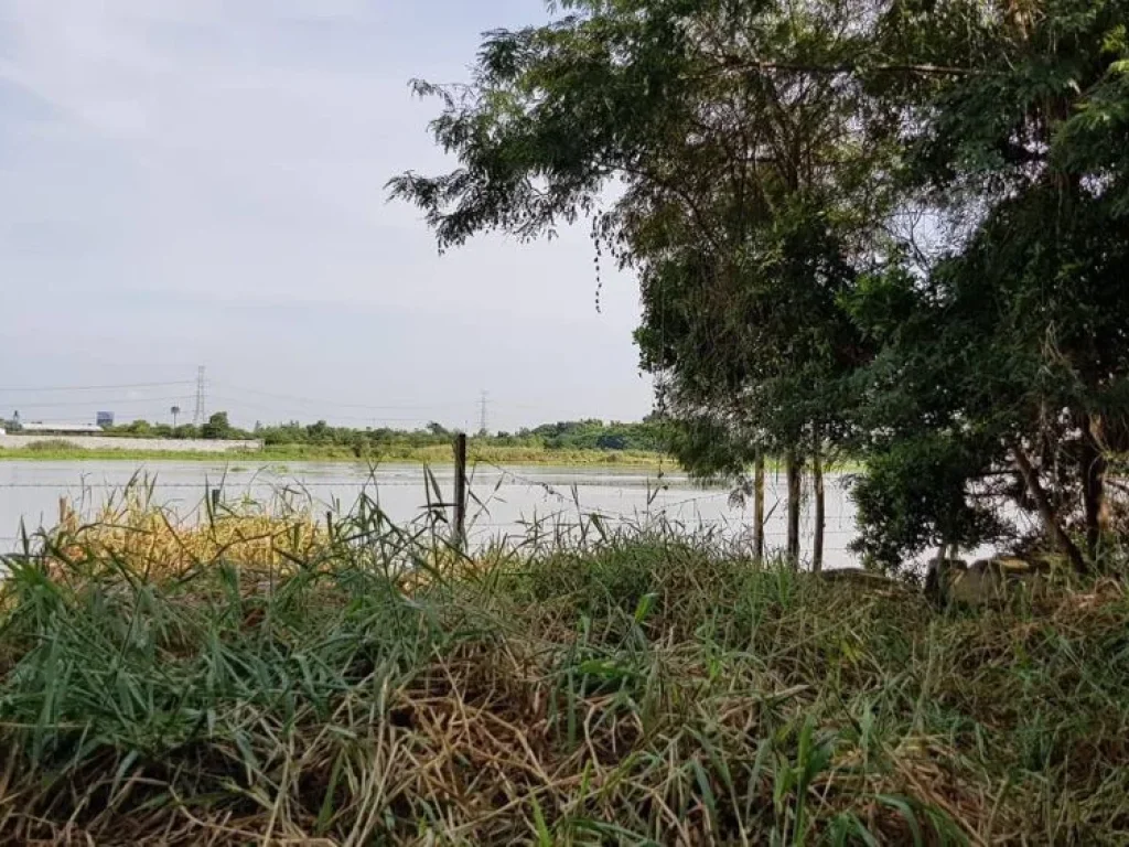 ขายที่ริมน้ำเจ้าพระยา สามโคก ปทุมธานี 359ตรว ใกล้ธรรมศาสตร์รังสิต สร้างเขื่อนแล้ว ถมแล้ว ติดถนนคอนกรีต เดินทางสะดวก เหมาะสร้างบ้านพักตากอากาศ