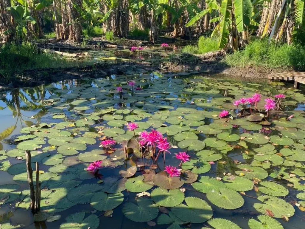 ขาย ที่ดินเปล่า ซอยสุวินทวงศ์47 ขนาด 1 ไร่ หนองจอก กรุงเทพ