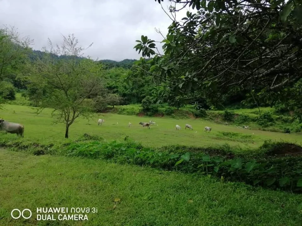 ขายที่ดินพัฒนาเรียบร้อยแม่แตงติดลำห้วยขนาดใหญ่ขายยกแปลงพร้อมโอน