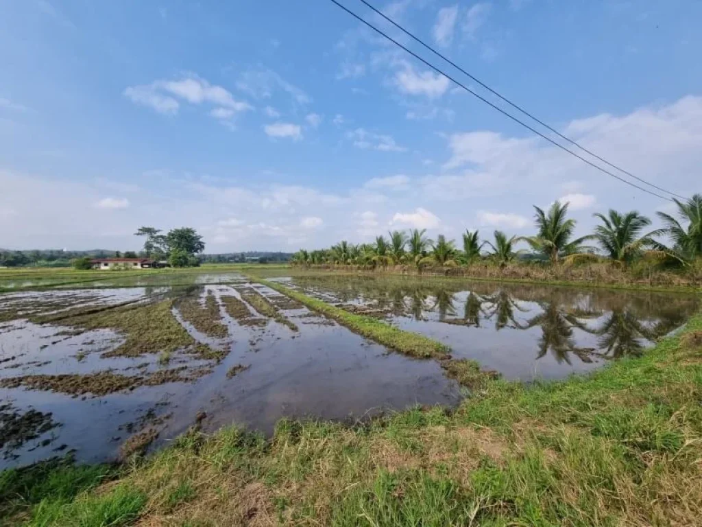 ขายที่ดินแม่ริม จเชียงใหม่ ที่นา วิวดอย ใกล้ราชภัฏแม่ริม มี 2 แปลงติดกัน แยกขายได้