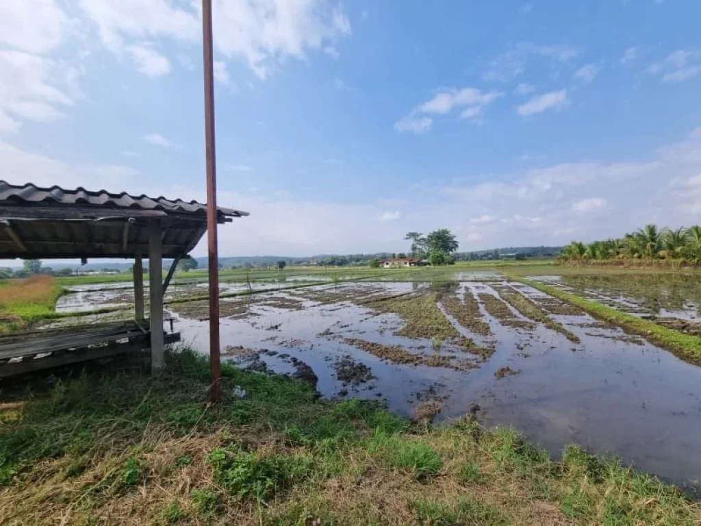 ขายที่ดินแม่ริม จเชียงใหม่ ที่นา วิวดอย ใกล้ราชภัฏแม่ริม มี 2 แปลงติดกัน แยกขายได้