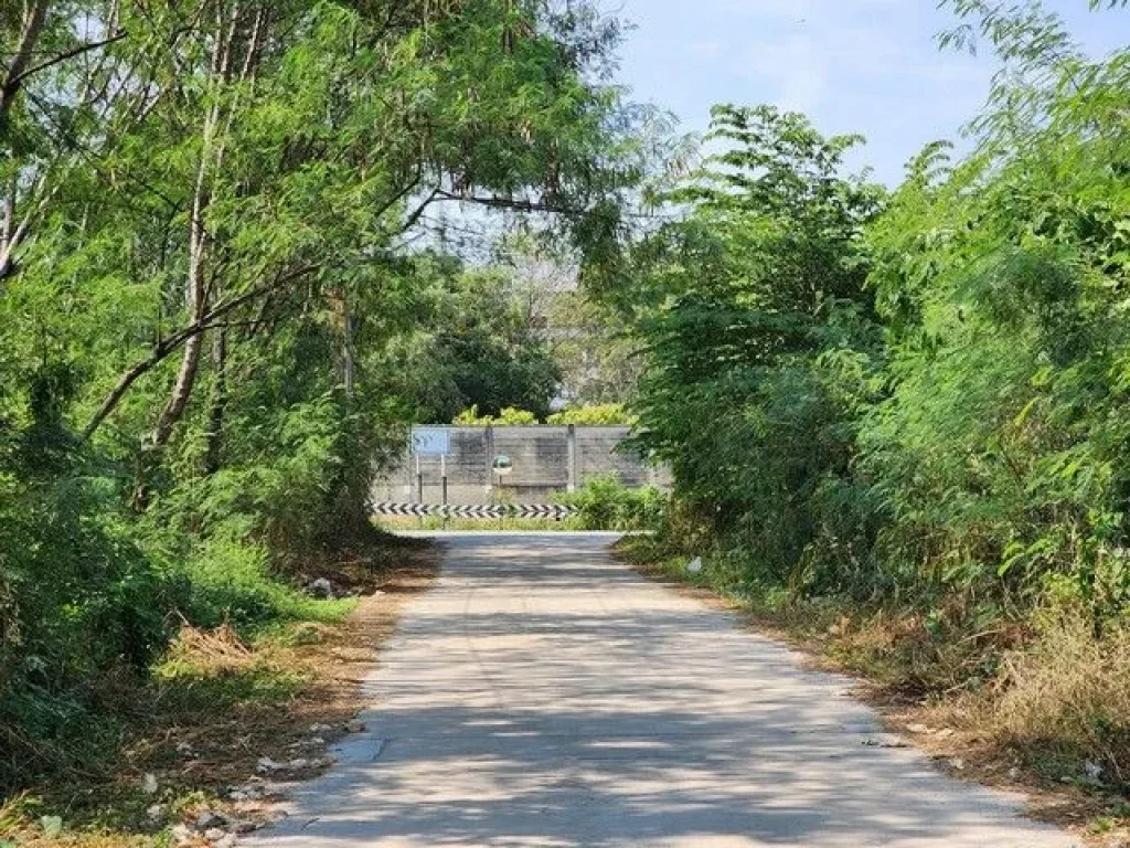 ที่ดินให้เช่า พื้นที่ 160 ตรว ติดวัดพระธรรมกาย ซคลองสาม 91 คลองหลวง จปทุมธานี