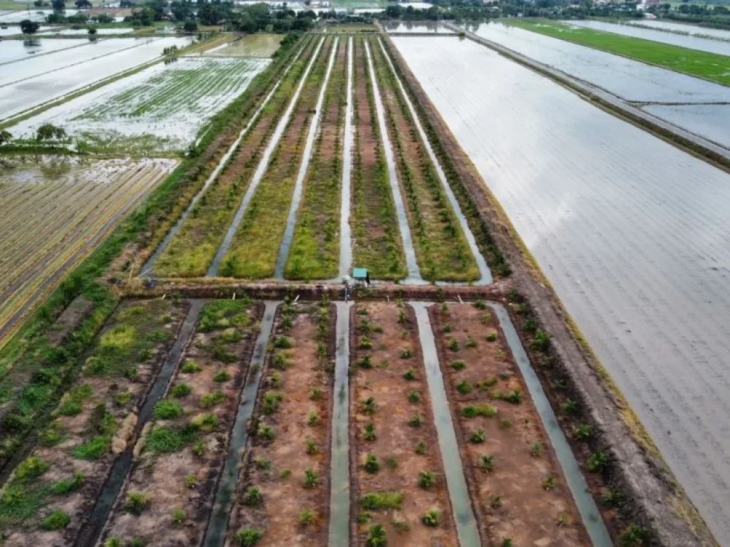 ขาย ที่ดิน 45-1-15 ไร่ บางเลน นครปฐม ใกล้ บริษัทสิงห์ พร้อมบ้านและสวนมะพร้าว