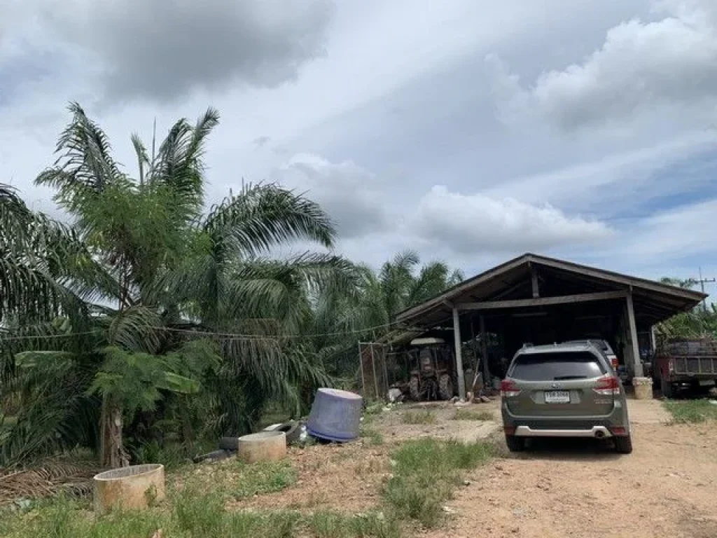 ขายที่ดิน สวนปาล์ม ทุ่งอ่าว พุนพิน สุราษฎร์ธานี เจ้าของขายเอง