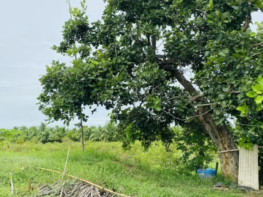 ขายที่ดินพร้อมสวนมะนาว มีรายได้ทันที เก็บเกี่ยวได้เลย