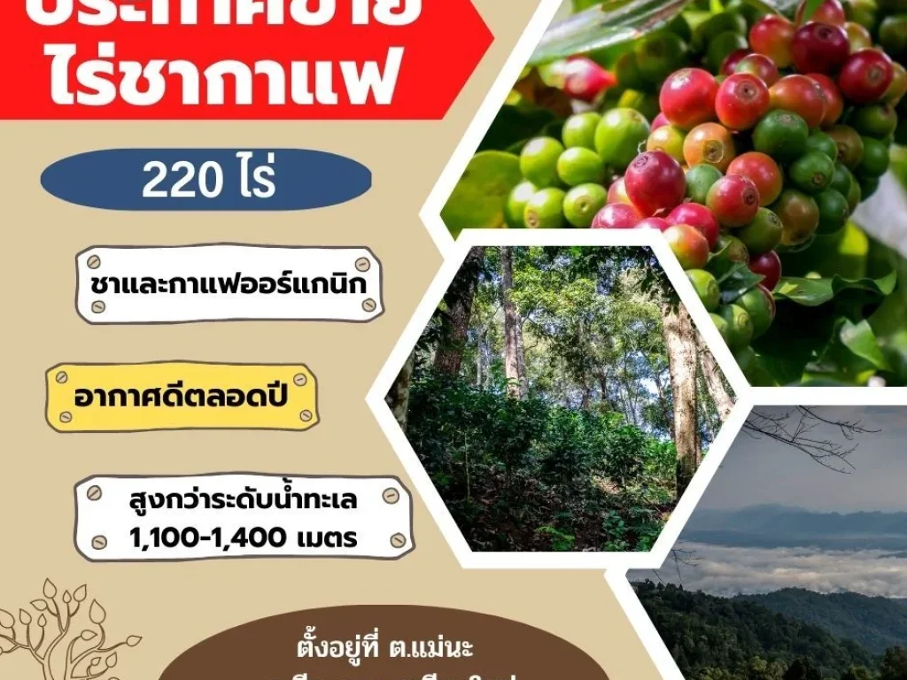 ขายไร่ชาและกาแฟ 220 ไร่ อากาศดีทั้งปีตั้งอยู่ที่เชียงดาว จังหวัดเชียงใหม่