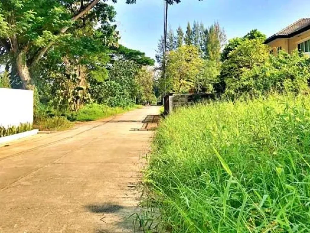 ขายที่ดิน ใกล้กาดนัดถนนคนเดิน สารภี เข้ามาจากถนนหลัก 170 เมตร เขตผังเมืองสีแดง การเดินทางสะดวก