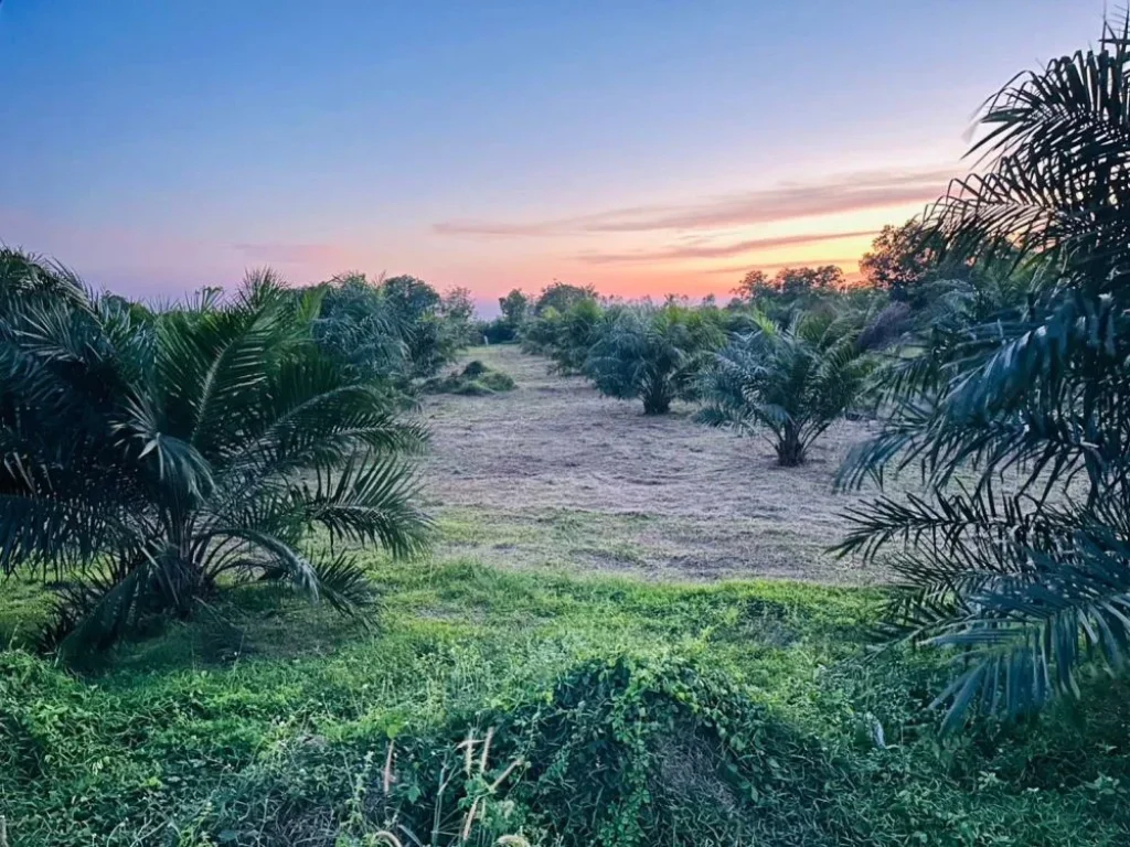 ขายที่ดินพร้อมสวนปาล์ม 11 ไร่ 3 งาน 8 ตรว โยธาธิการ ปากพลี นครนายก